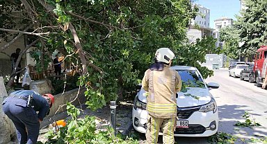 Kadıköy'de güneşten çürüyen ağaç otomobilin üzerine devrildi