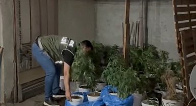 Sultangazi'de evinin çatı katında uyuşturucu yetiştiren şahıs polise yakalandı