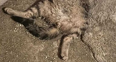 Öldürülen iki kedi bir binanın deposuna atıldı