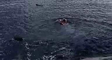 Pendik'te denize düşen kadın son anda kurtarıldı