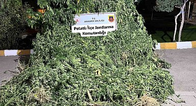 Polatlı'da tarlaya ekilmiş 240 kök kenevir ele geçirildi