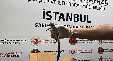Gümrük Muhafaza ekipleri canlı hayvan kaçakçılığına engel oldu