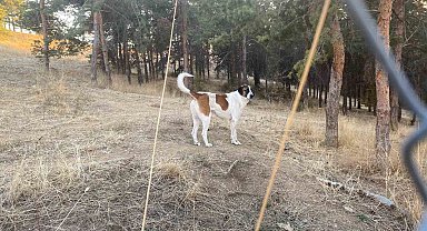 Evine dönen akademisyene köpekler saldırdı