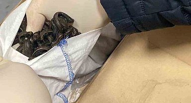 İstanbul Havalimanı'nda kaçak tıbbi sülük operasyonu