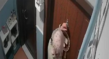 Kadın hırsızlar güvenlik kameralarının kablolarını kesip daireleri soydular
