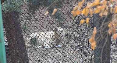 Köpekler tarafından yaralanan profesörün mahallesinde insanlar tedirgin