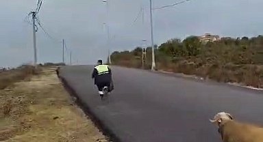 Beykoz'da koç, temizlik işçilerine zor anlar yaşattı