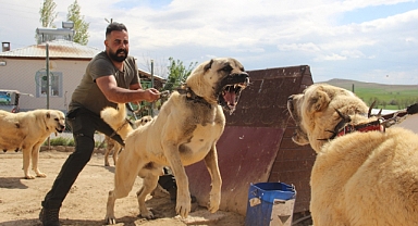 Kangal Köpekleri Kurt Popülasyonunu Korumak İçin Göreve Başladı