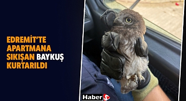 Edremit’te Apartmana Sıkışan Baykuş Kurtarıldı