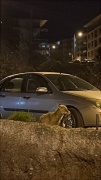 Ankara'ya İnen Aç Tilki