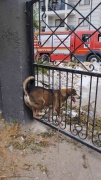 Arsuz'da Sokak Köpeği Dramı: Demir Korkuluklardan Kurtuluş