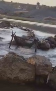 Balık Ağlarına Dadanan Su Samuru