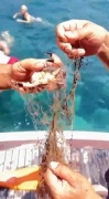 Denizdeki Hayalet Ağlardan Kurtarılan Yengeçler