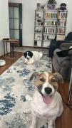 Depremzede Köpeklerin Yürek Isıtan Kavuşması