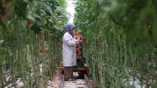 Jeotermal Seracılık ile Sürdürülebilir Tarıma Doğru