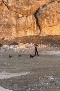 Köpek Saldırılarından Etkilenmeyen Adam