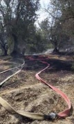 Mudanya'da Orman Yangını Kontrol Altına Alındı