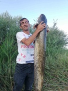 Sakarya Nehri'nde Dev Yayın Balığı Yakalandı