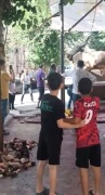 Şanlıurfa'da Kaçan Boğa Paniği: Kasabın Hayatta Kalma Mücadelesi