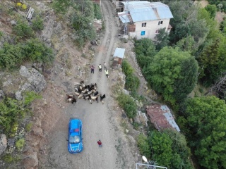 Yusufeli'de Kayıp Küçükbaş Hayvanlar Dron Yardımıyla Bulundu
