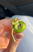 Zeytin Sineği ile Mücadelede Üreticilere Önemli Çağrı